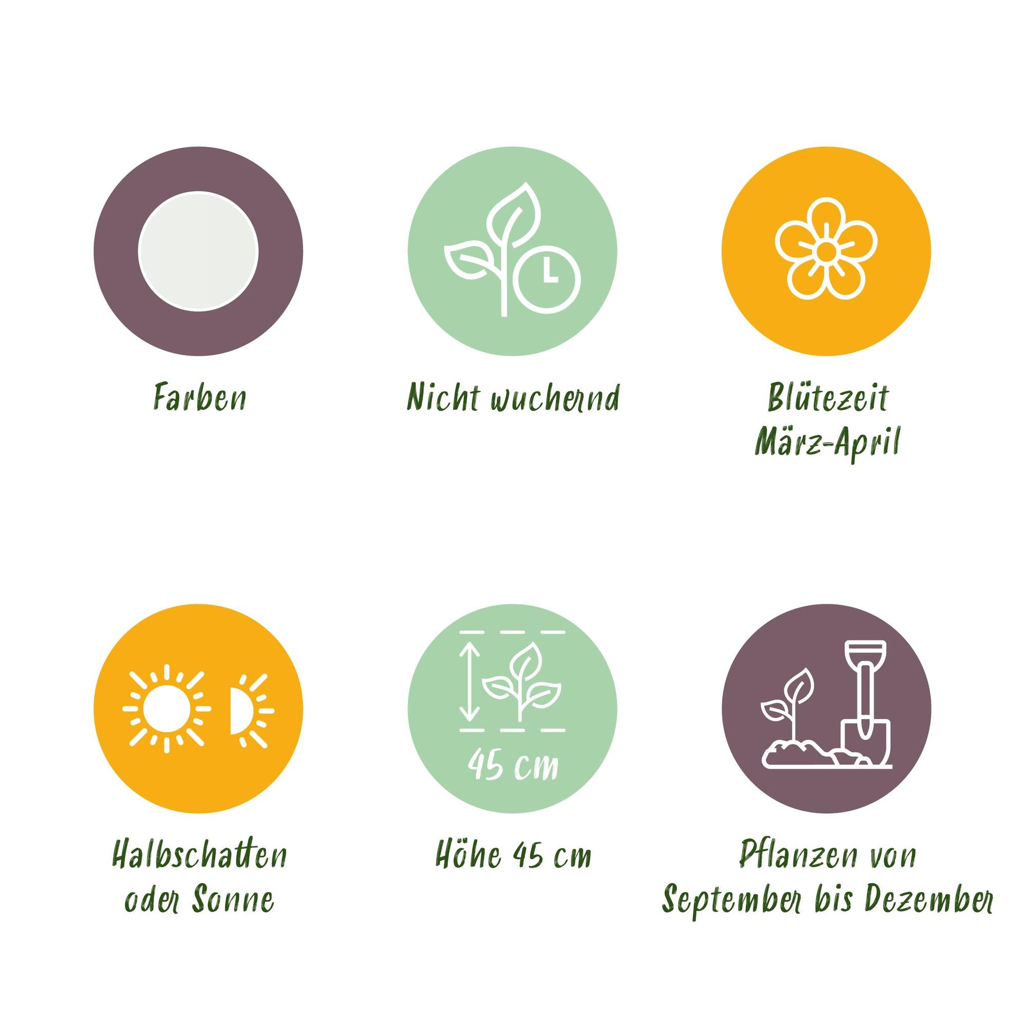 Blumenzwiebeln Narzisse Recurvus | 10 Stück Weiß – Zwiebelgröße 12/14 – XXL Pack