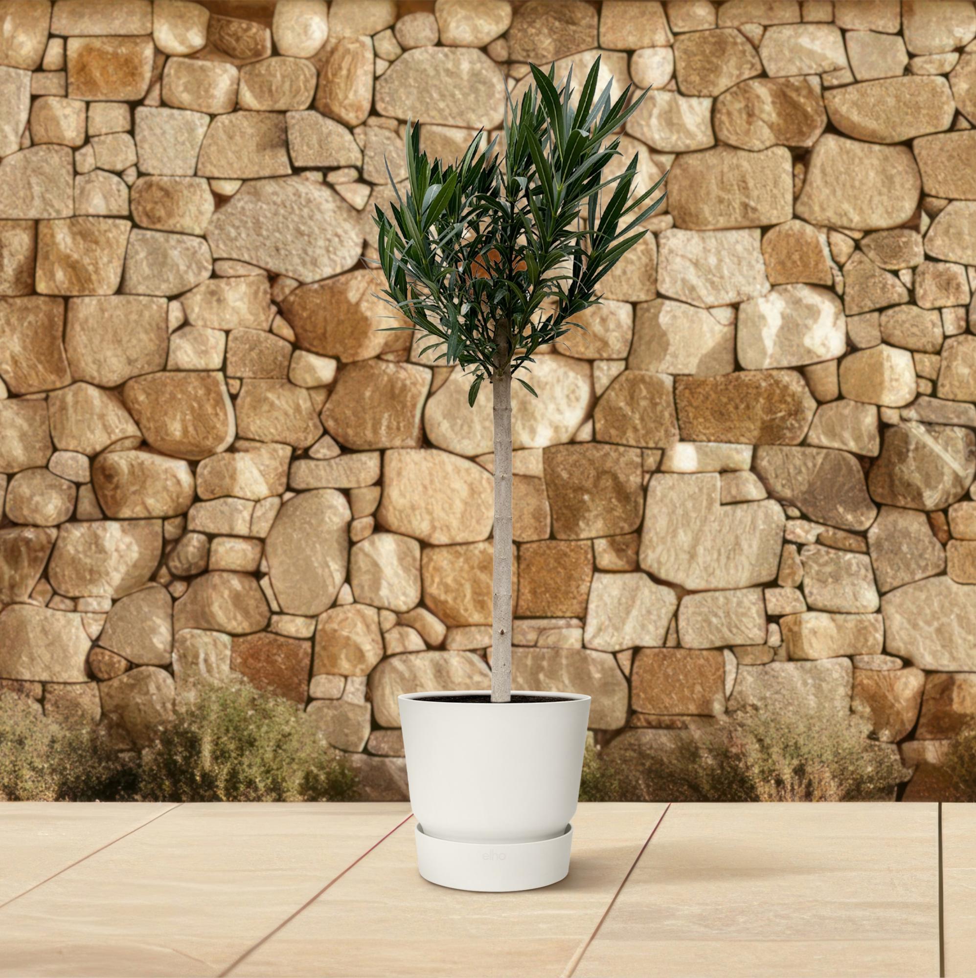 Oleander Hochstamm – Nerium Oleander – ca. 170 cm – Ø30 cm Topf – Immergrün &amp; Mediterran