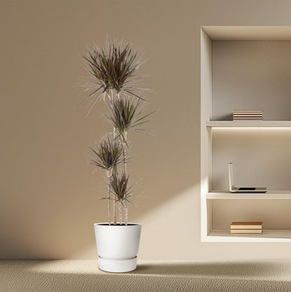 Dracaena Marginata 90 - 220 cm – Pflegeleichter Drachenbaum