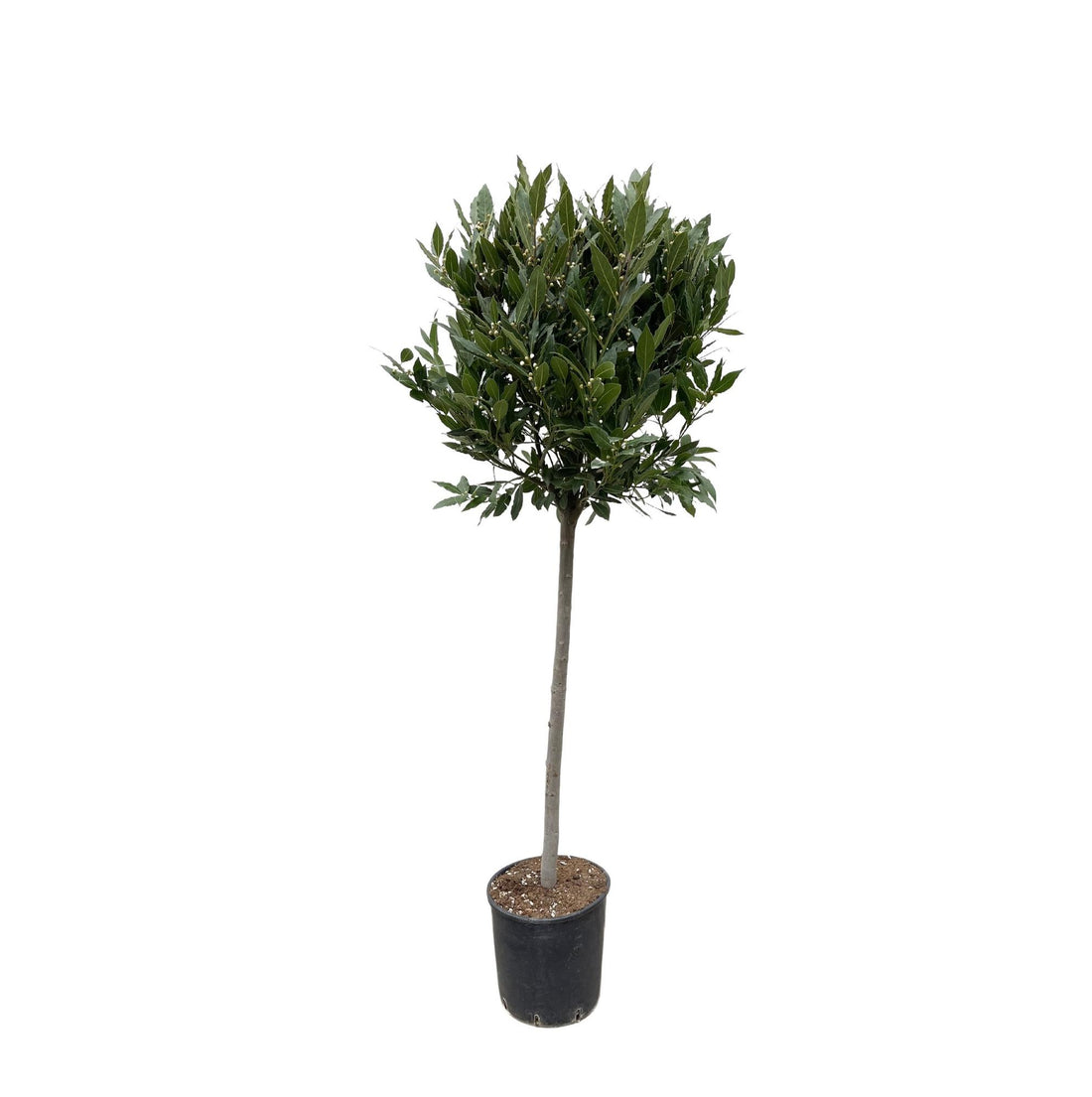Echter Lorbeer - 210 cm - ø40
