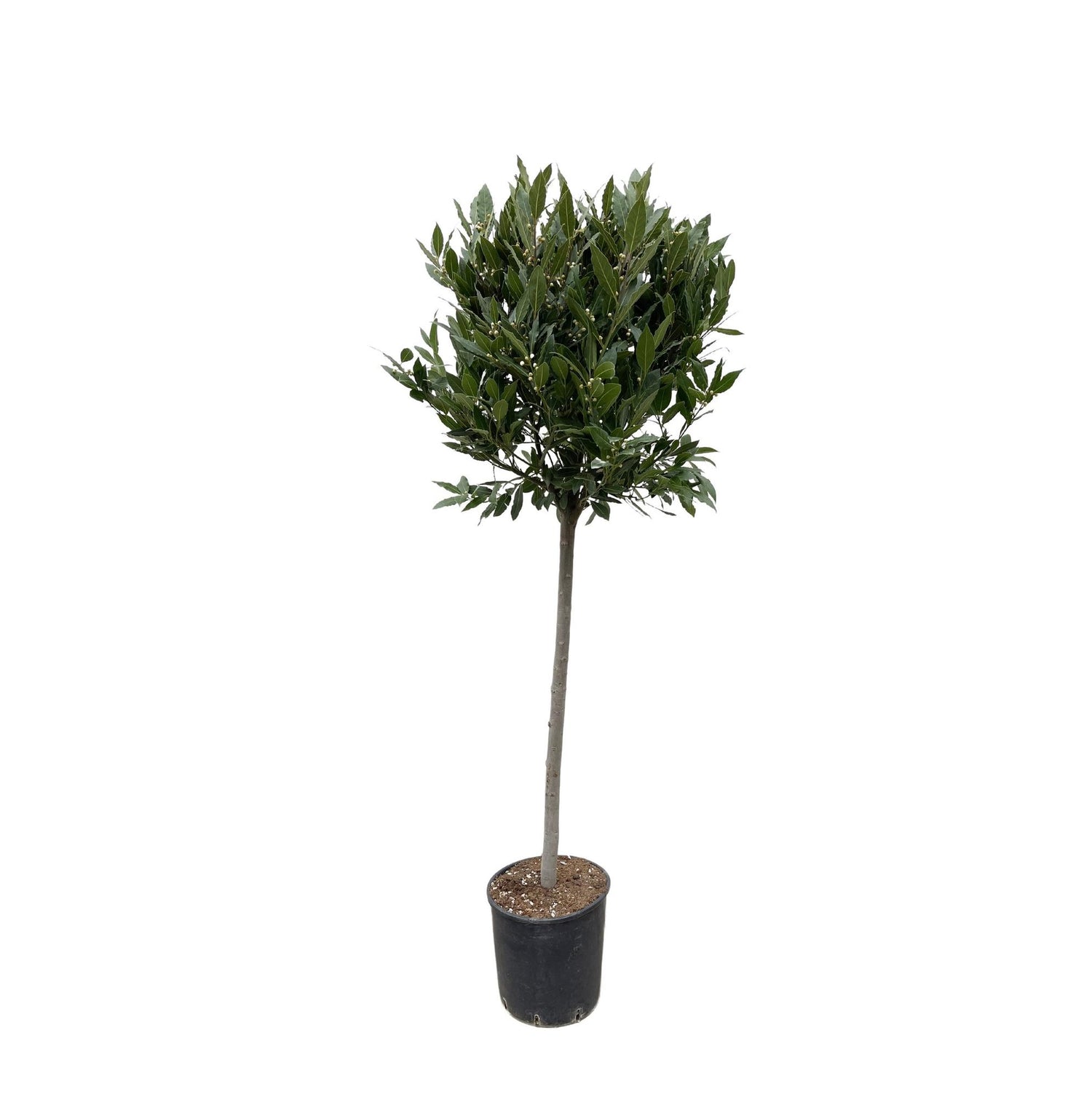 Echter Lorbeer - 210 cm - ø40