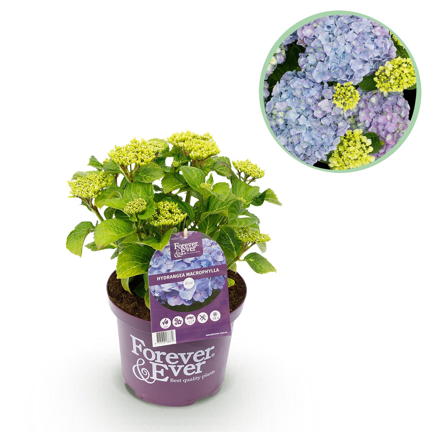 Hortensie - Hydrangea Forever &amp; Ever - Blau - 7-12 Blumen - Topf 23cm Höhe 55cm