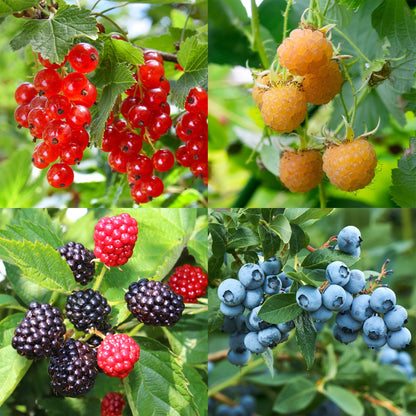 Obstpflanzenmix - Rote Beere, Gelbe Himbeere, Schwarze Brombeere, Blaubeere - 4 Pflanzen - Topf 11cm Höhe 40cm