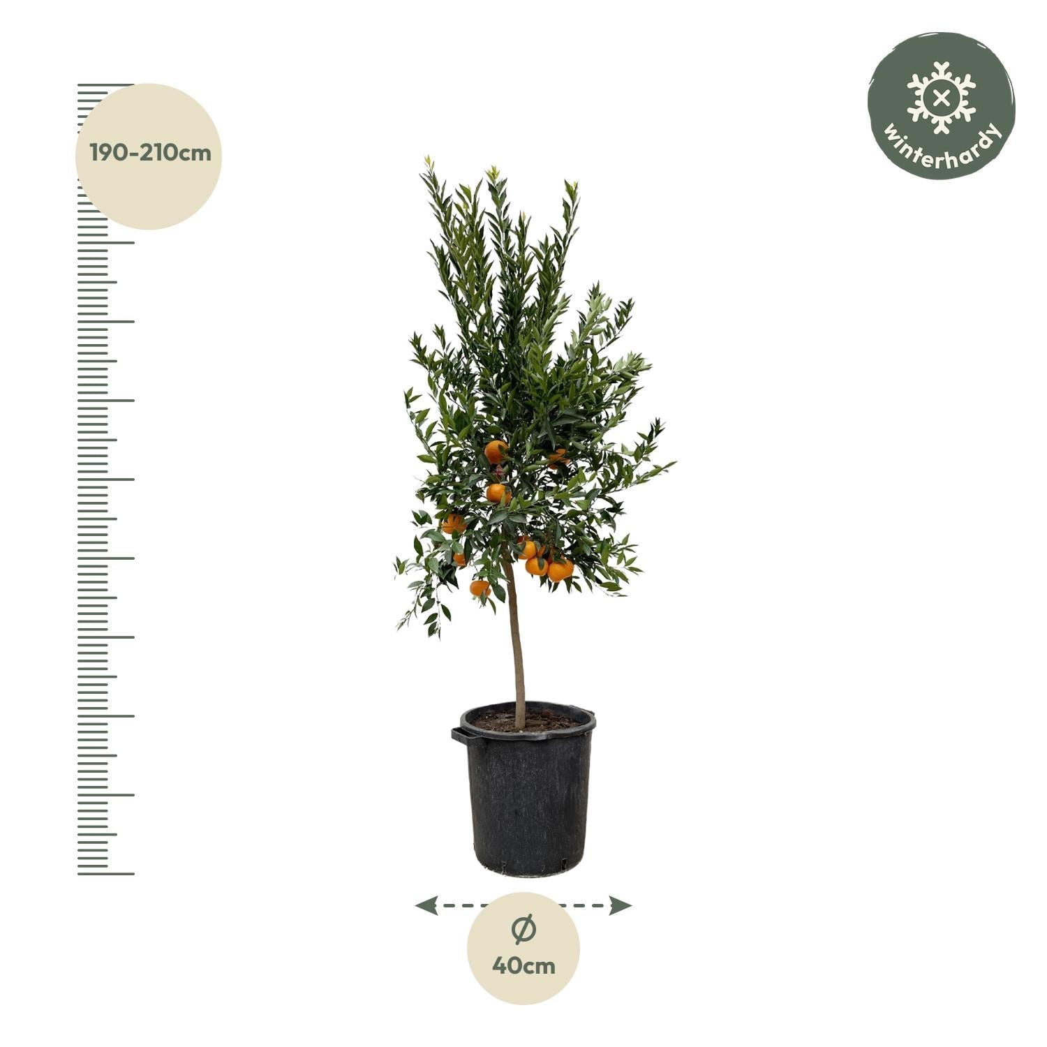 Citrus Mandarino 200 cm | Mandarinenbaum im Ø40 cm Topf – Mediterrane Kübelpflanze