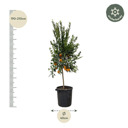 Citrus Mandarino 200 cm | Mandarinenbaum im Ø40 cm Topf – Mediterrane Kübelpflanze
