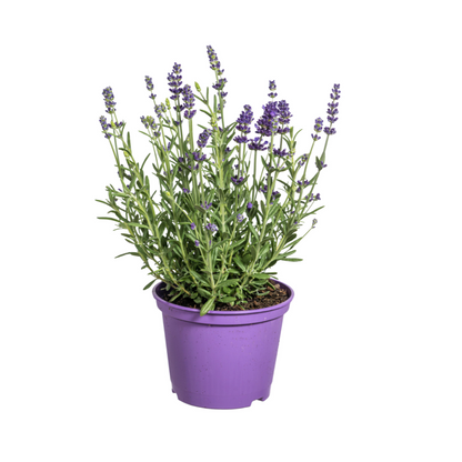 Lavandula angustifolia (8er-Set) – Echter Lavendel Ø19 cm | Duft &amp; Bienenliebe