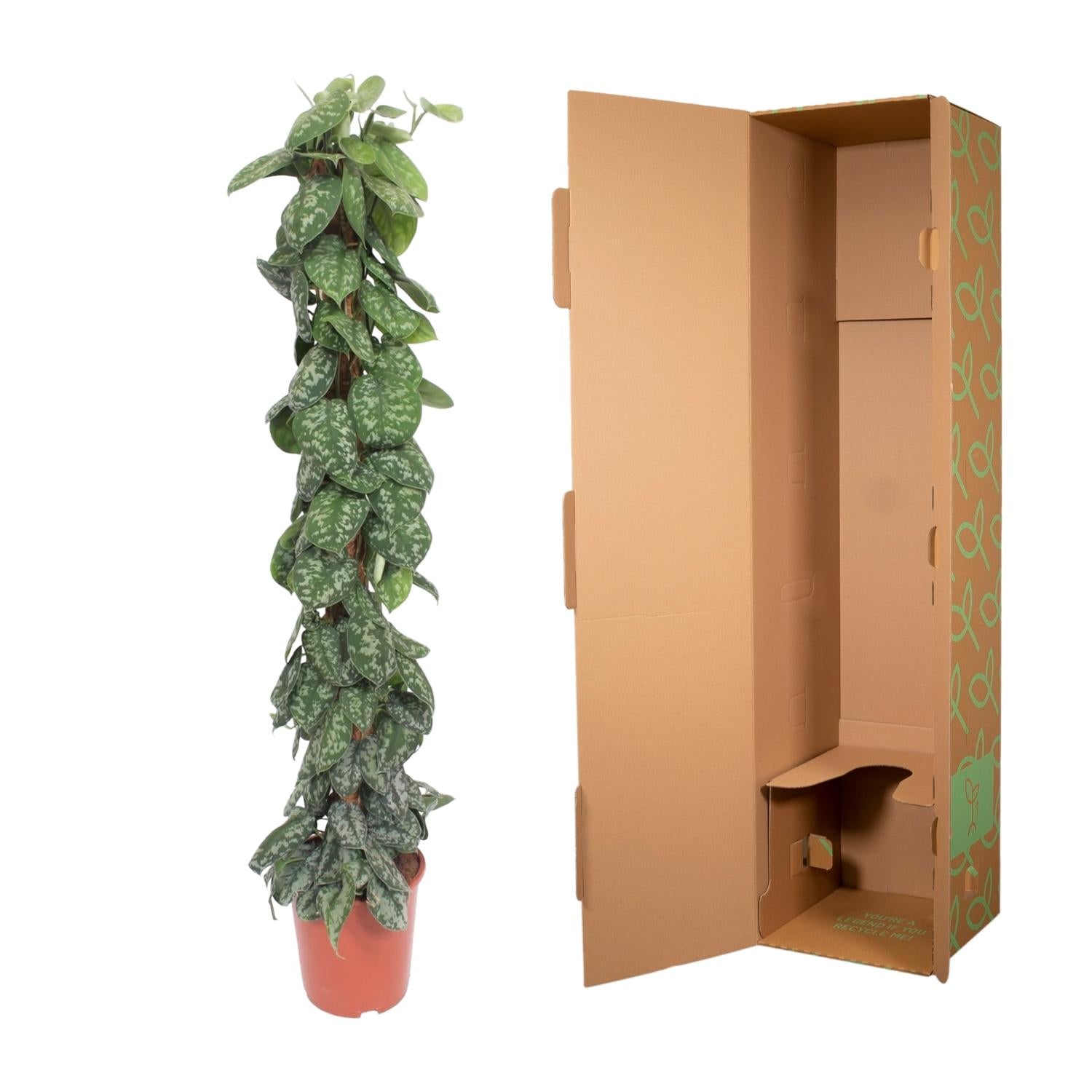 Scindapsus Pictus Trebie  - 160 cm - ø30