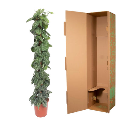Scindapsus Pictus Trebie  - 160 cm - ø30