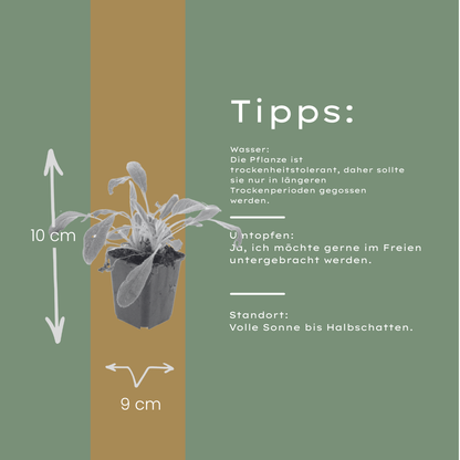 6x Stachys byzantina - Woll-Ziest ↕10-25cm - Ø9cm