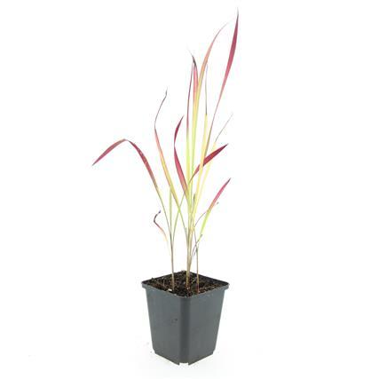 Imperata cylindrica ‘Red Baron’ – 24 Pflanzen Ø 9 cm – Japanisches Blutgras mit intensiver roter Färbung