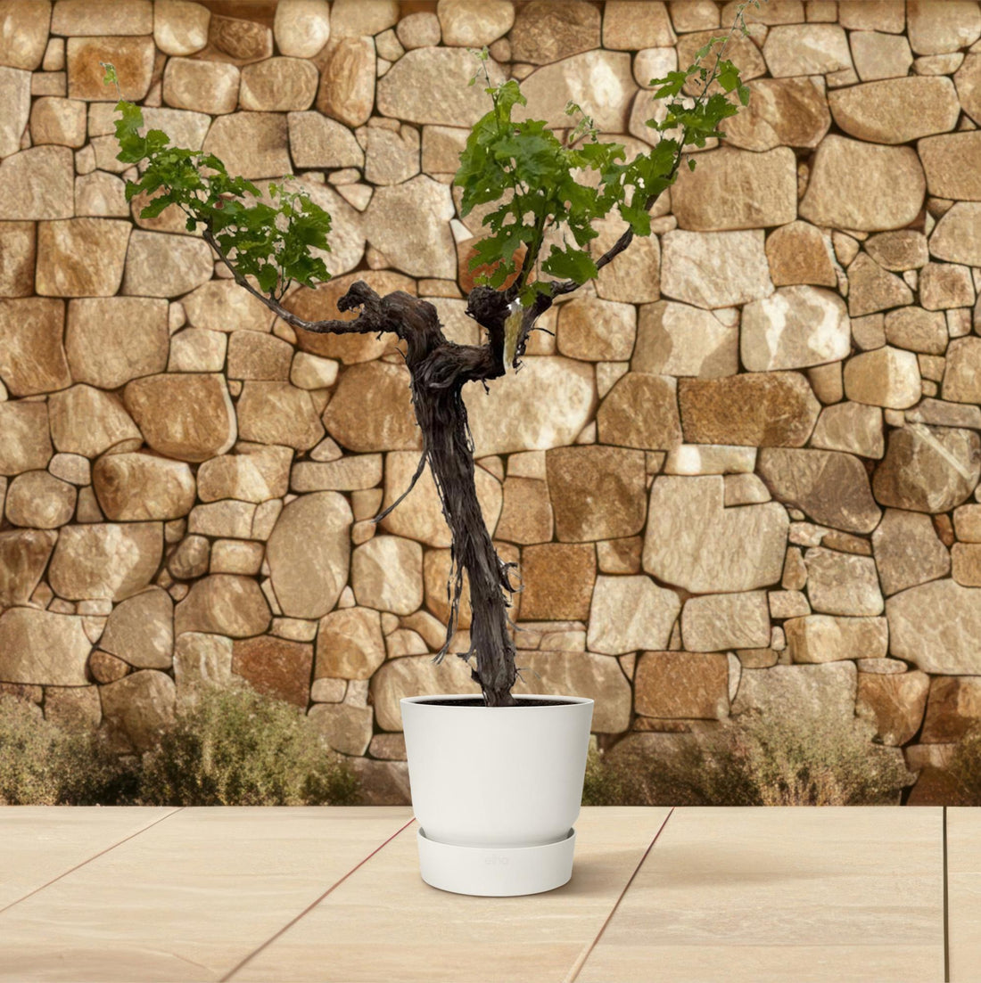 Weinrebe (Vitis Vinifera) - 220cm - ø55Weinrebe – Vitis vinifera – ca. 220 cm – Ø55 cm Topf – Mediterrane Kletterpflanze &amp; Obstpflanze