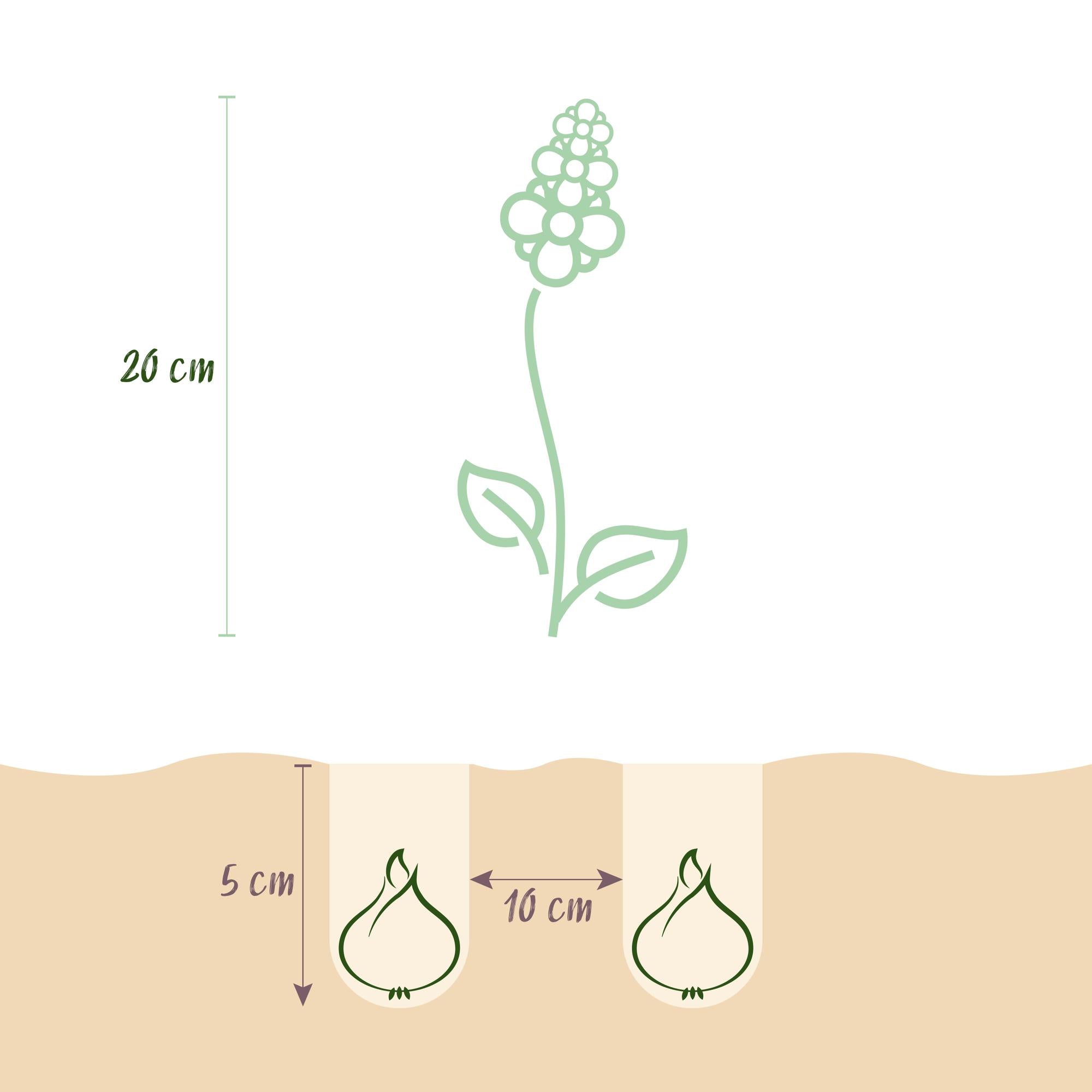 Blumenzwiebeln Corydalis Beth Evans | 20 Stück Weiß &amp; Lila – Zwiebelgröße 6/7 – XXL Pack