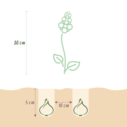 Blumenzwiebeln Corydalis Beth Evans | 20 Stück Weiß &amp; Lila – Zwiebelgröße 6/7 – XXL Pack