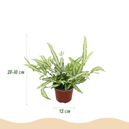 Pteris cretica Albolineata - Schwertfarn - 1 Pflanze - Topf 12cm - Höhe 20cm