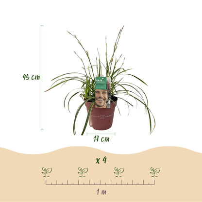 Carex morrowii &
