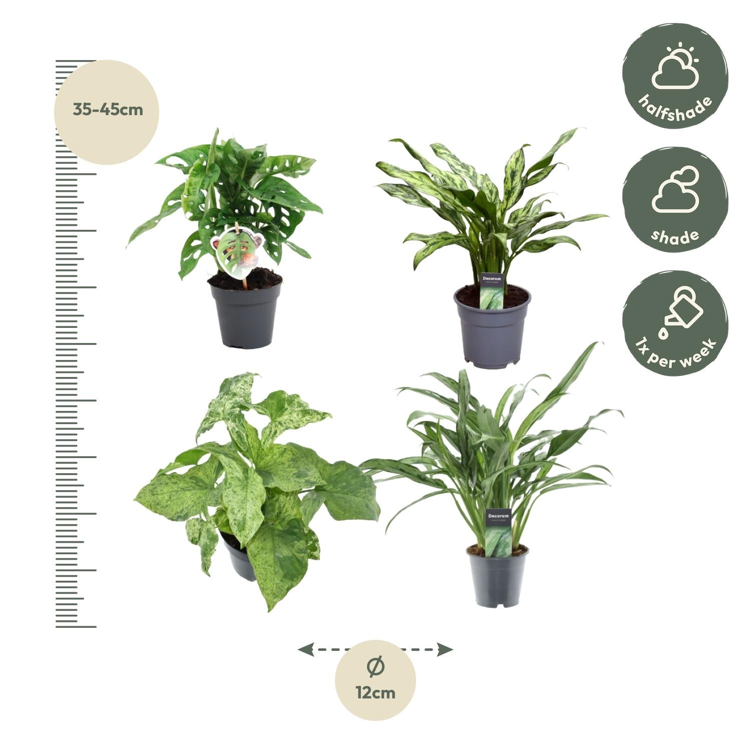 Pflanzenmix 4er-Set – Monstera, Aglaonema &amp; Syngonium