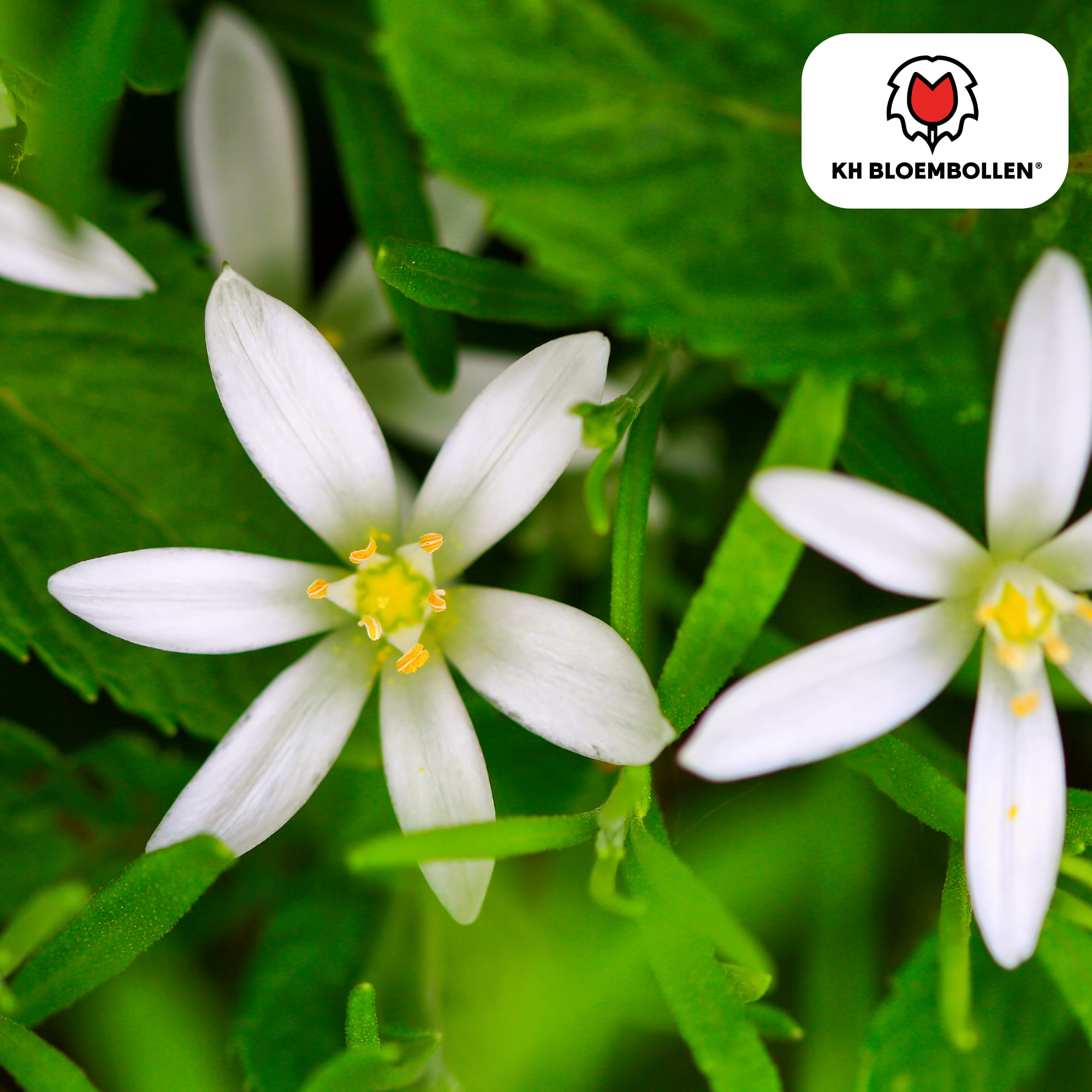 Vogelmilch (Ornithogalum) – 30 Stück | Sternenweiße Frühblüher