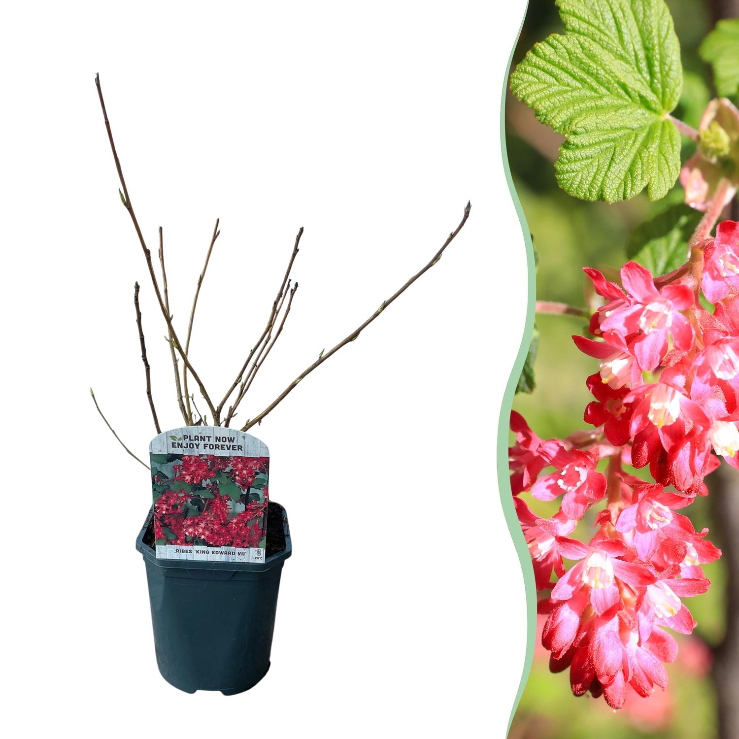 Ribes sanguineum Kind Edward - Blüte Rot - 1 Pflanze - Laubabwerfend - Wenig Pflegeaufwand - Topf 17cm Höhe 45cm