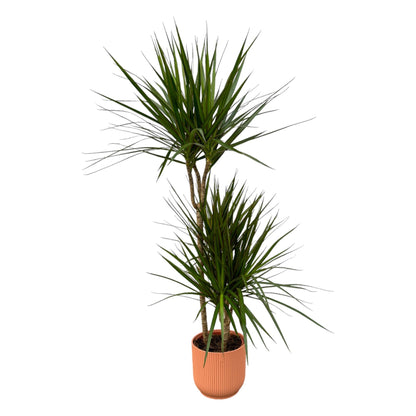 Dracaena Marginata kaufen – Drachenbaum mit Topf oder Korb