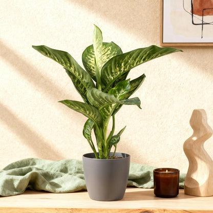 Diefenbachia Tropic Snow - Dieffenbachia mit Potter Grau und Weiß - 1 Pflanze Höhe 90-100cm