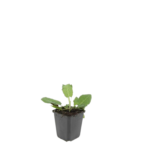 Salvia nemorosa ‘Mainacht’ – 24 Stück, Ø 9 cm Topf, ↕ 10–25 cm – Duftender, winterharter Ziersalbei für Garten &amp; Bienen