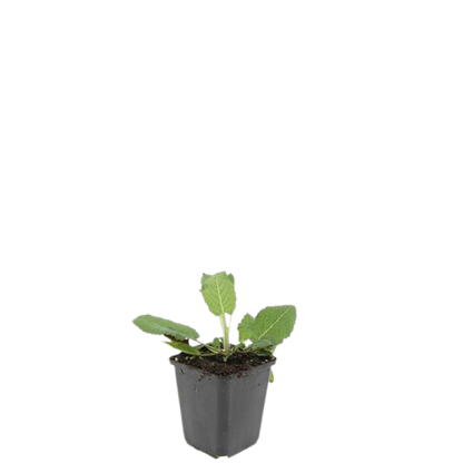 Salvia nemorosa ‘Mainacht’ – 24 Stück, Ø 9 cm Topf, ↕ 10–25 cm – Duftender, winterharter Ziersalbei für Garten &amp; Bienen