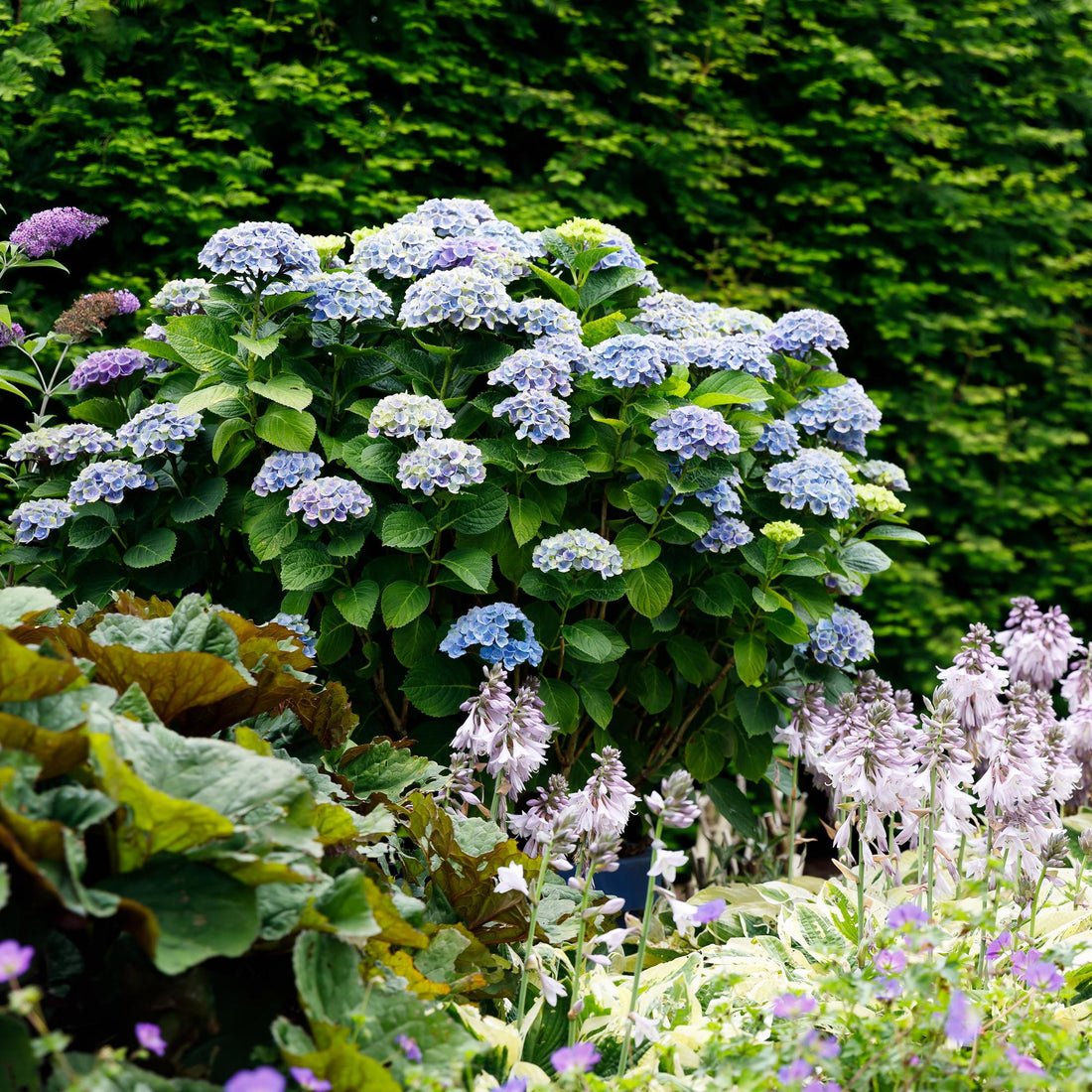 Balkon-Hortensie Magical Revolution Blue – 2 Pflanzen – 6–10 Blüten – Ø23 cm Topf – Höhe ca. 55 cm
