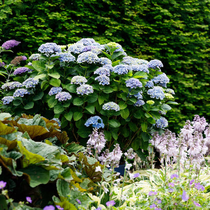 Balkon-Hortensie Magical Revolution Blue – 2 Pflanzen – 6–10 Blüten – Ø23 cm Topf – Höhe ca. 55 cm