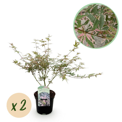 Japanischer Ahorn Iyoshi Rosa - 2 Pflanzen - Laubabwerfend - Topf 19cm Höhe 70cm