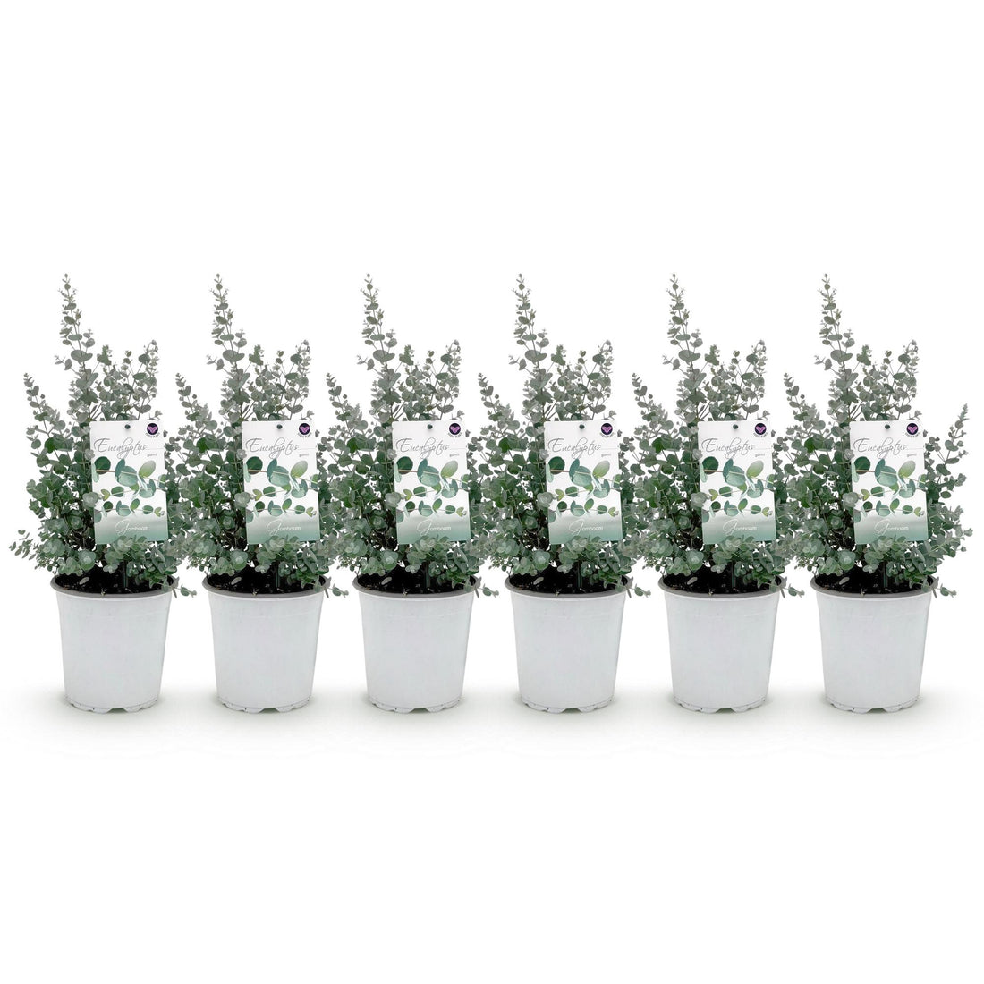 Terrassenpflanze - Eukalyptusbaum - Eukalyptus gunnii - Grau - 6 Pflanzen - Winterhart - Topf 17cm Höhe 40cm
