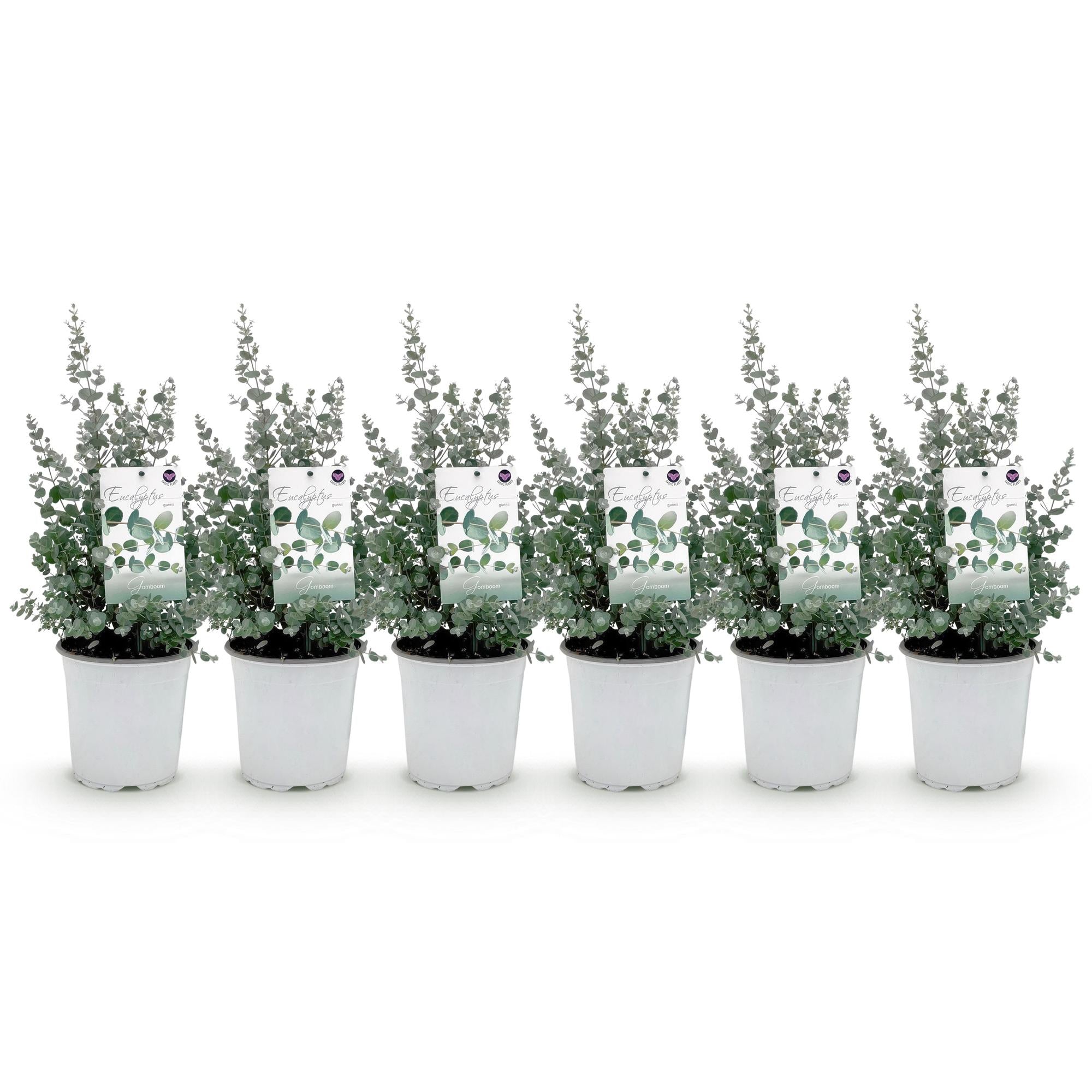 Terrassenpflanze - Eukalyptusbaum - Eukalyptus gunnii - Grau - 6 Pflanzen - Winterhart - Topf 17cm Höhe 40cm