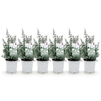 Terrassenpflanze - Eukalyptusbaum - Eukalyptus gunnii - Grau - 6 Pflanzen - Winterhart - Topf 17cm Höhe 40cm