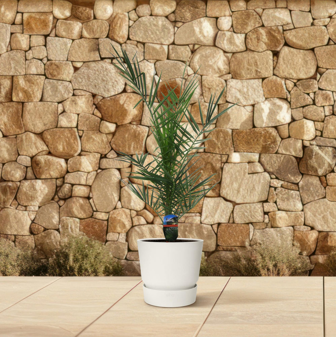 Kanarische Dattelpalme – Phoenix canariensis – Mediterrane Kübel- &amp; Gartenpflanze – Immergrün