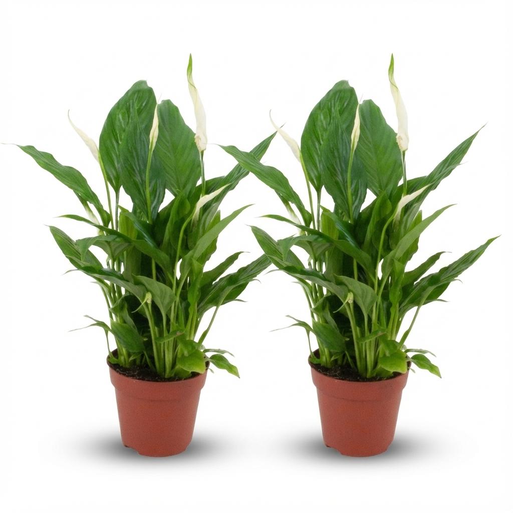 Spathiphyllum Einblatt - 2 Stück - Ø 12 cm - Höhe: 35 - 40 cm