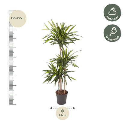 Dracaena Riki – Pflegeleicht &amp; luftreinigend