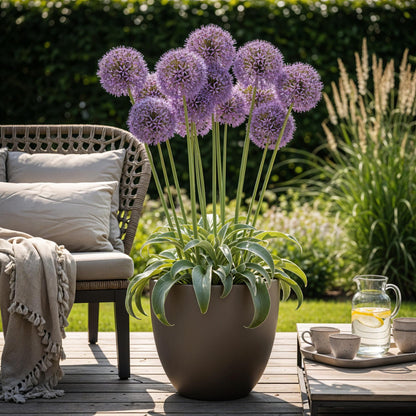 Blumenzwiebeln Allium Gladiator | 5 Stück Lila – Zwiebelgröße 16/18 – XXL Pack