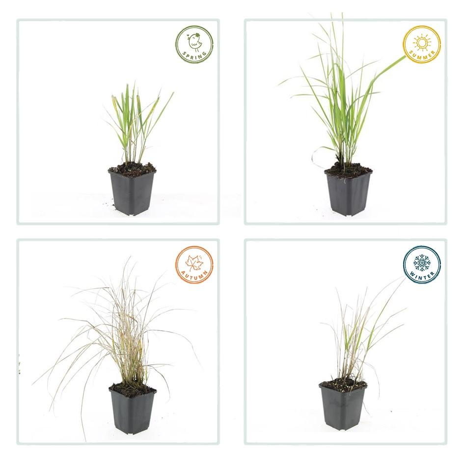 24x Calamagrostis acutiflora ‘Karl Foerster’ – Garten-Reitgras für moderne &amp; naturnahe Gärten – Höhe 10–25 cm – Ø 9 cm