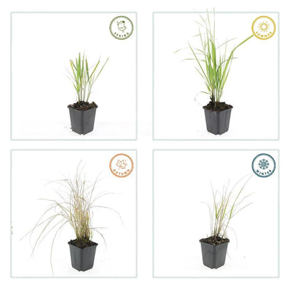 24x Calamagrostis acutiflora ‘Karl Foerster’ – Garten-Reitgras für moderne &amp; naturnahe Gärten – Höhe 10–25 cm – Ø 9 cm