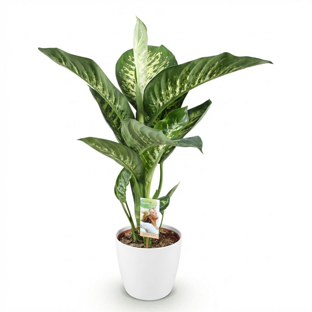Diefenbachia Tropic Snow - Dieffenbachia mit Potter Grau und Weiß - 1 Pflanze Höhe 90-100cm
