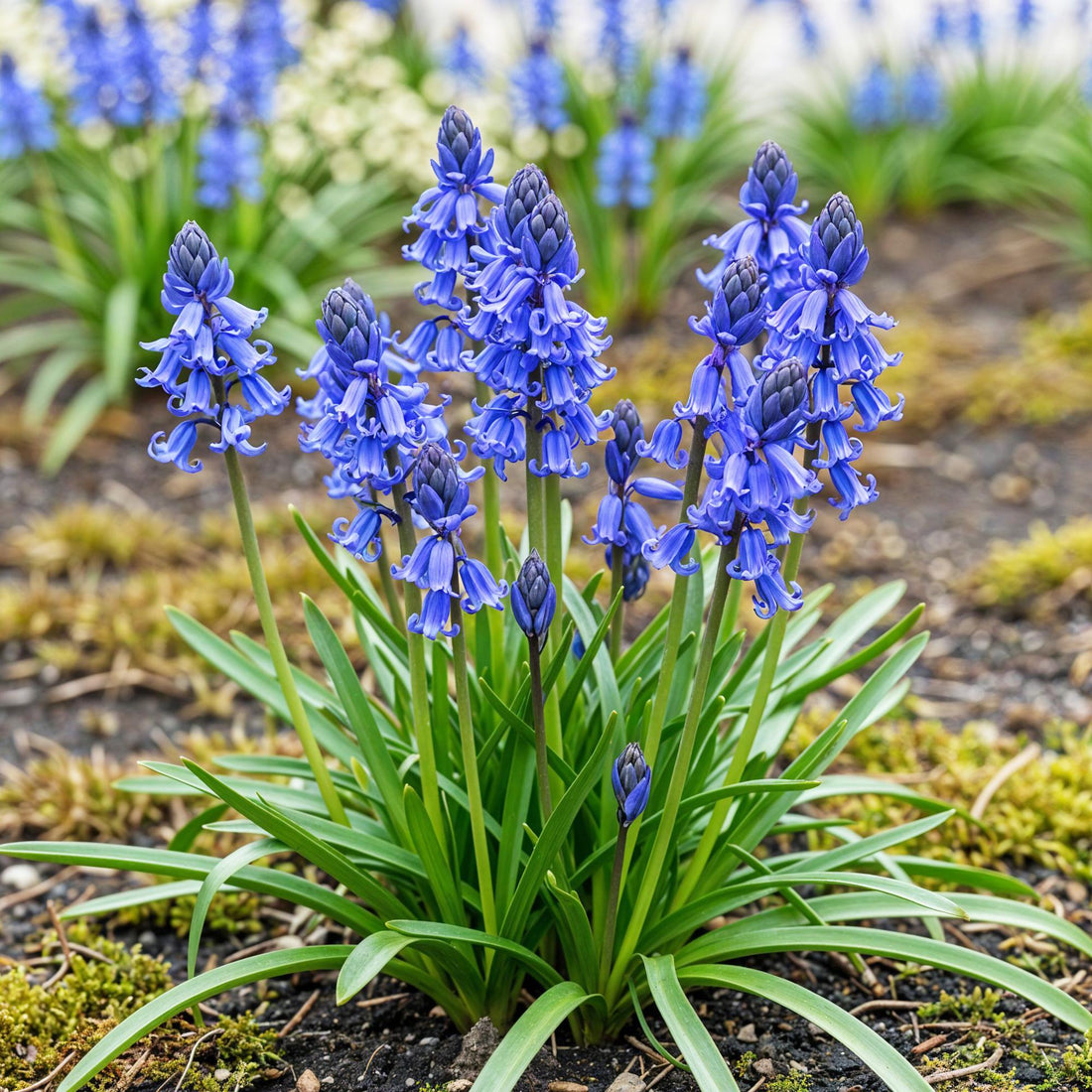 Blumenzwiebeln Hyacinthoides non-scripta | 20 Stück Blau – Zwiebelgröße 7/8 – XXL Pack