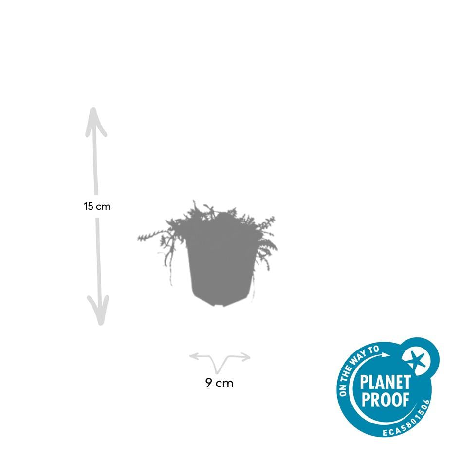 Leptinella squalida – 24 Pflanzen Ø 9 cm – Rasenteppichpflanze &amp; Bodendecker mit filigranem Laub