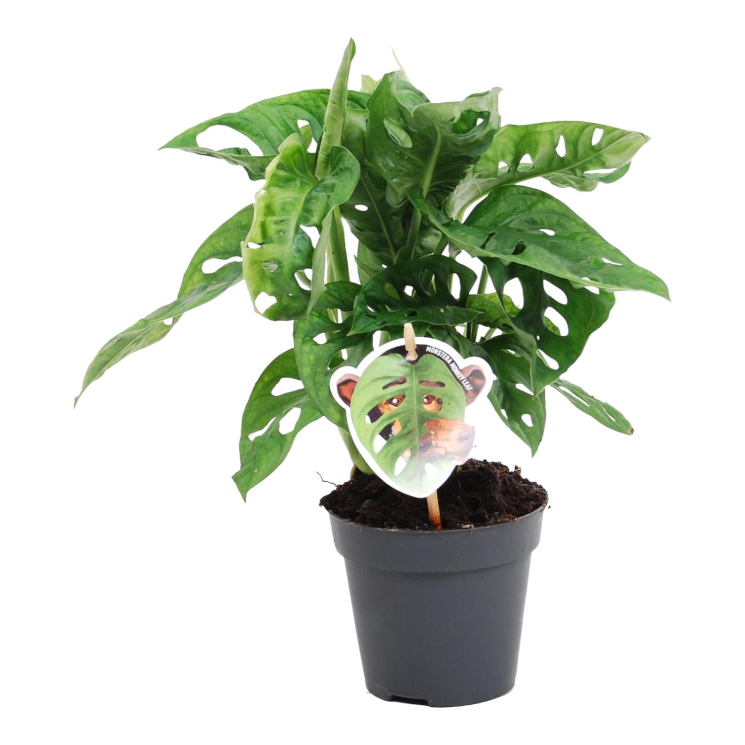Monstera obliqua ‘Monkey Leaf’ – Exotische Zimmerpflanze