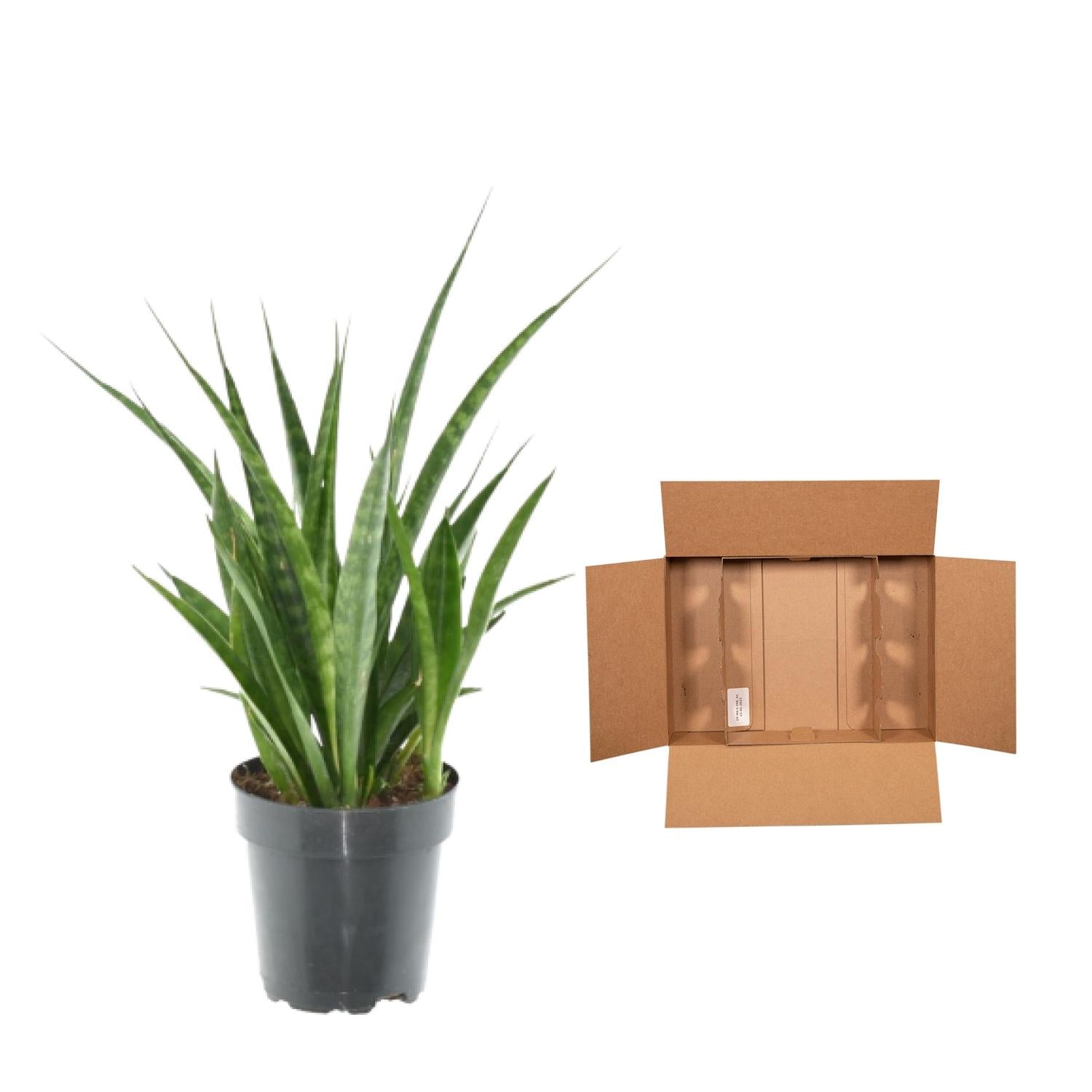 3× Sansevieria kirkii – Pflegeleichte Mini‑Bogenhanf‑Pflanzen