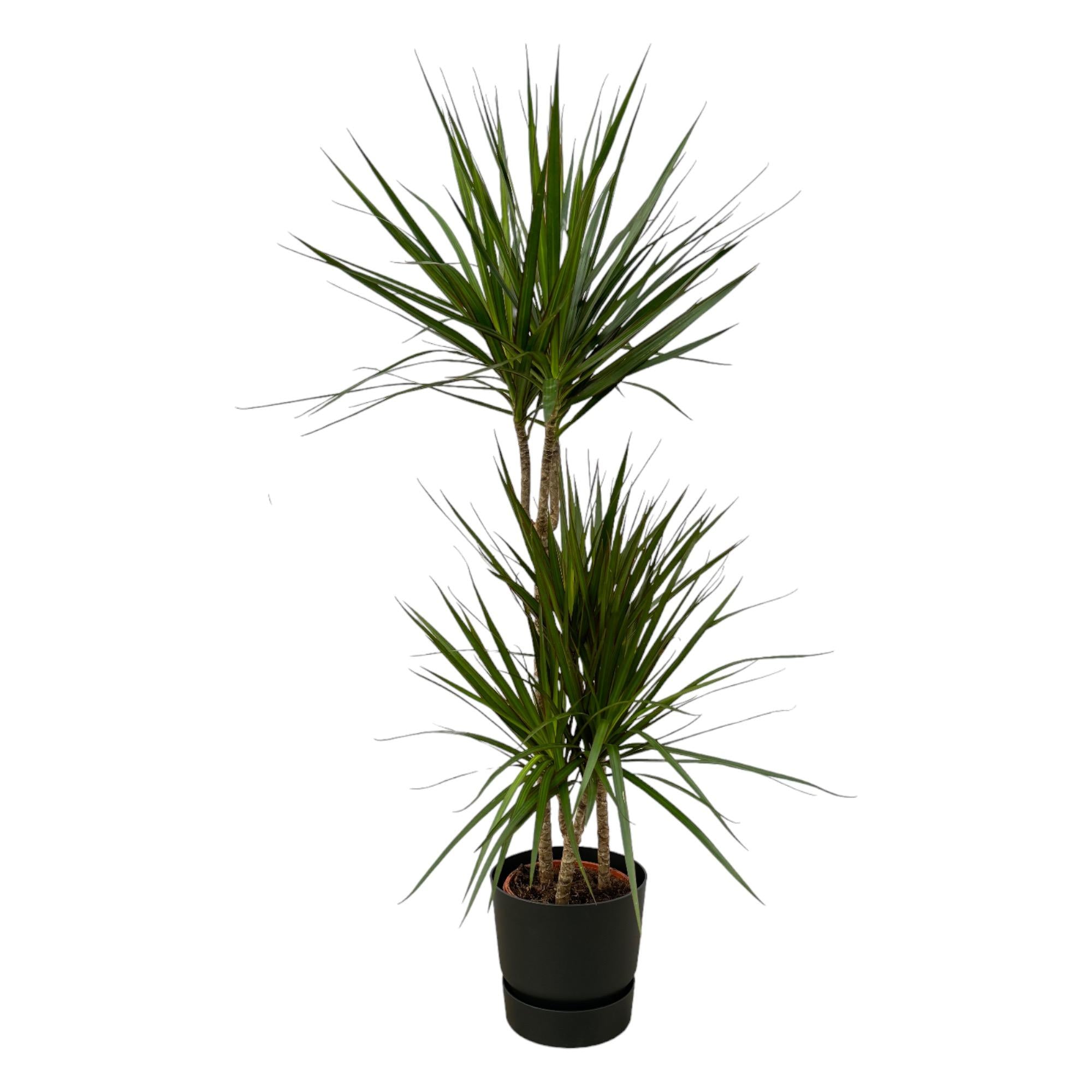 Dracaena Marginata kaufen – Drachenbaum mit Topf oder Korb