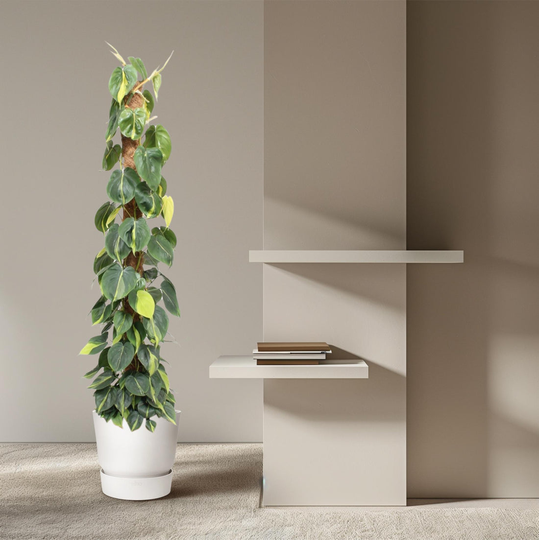 Philodendron scandens ‘Brasil’ | Herzblatt-Philodendron – Bunte Kletter- &amp; Hängepflanze