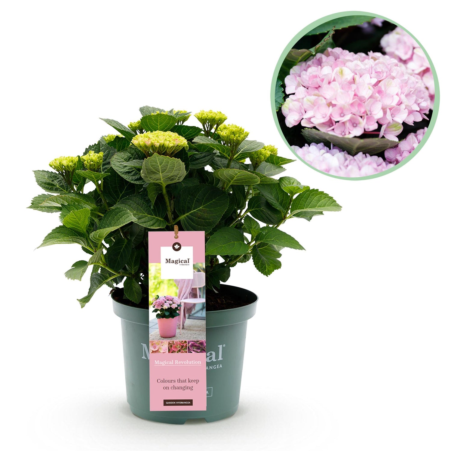 Hortensie Magical Revolution Pink - Pink - 6-10 Blumen - Topf 23cm Höhe 55cm