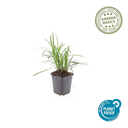 24x Liriope muscari &