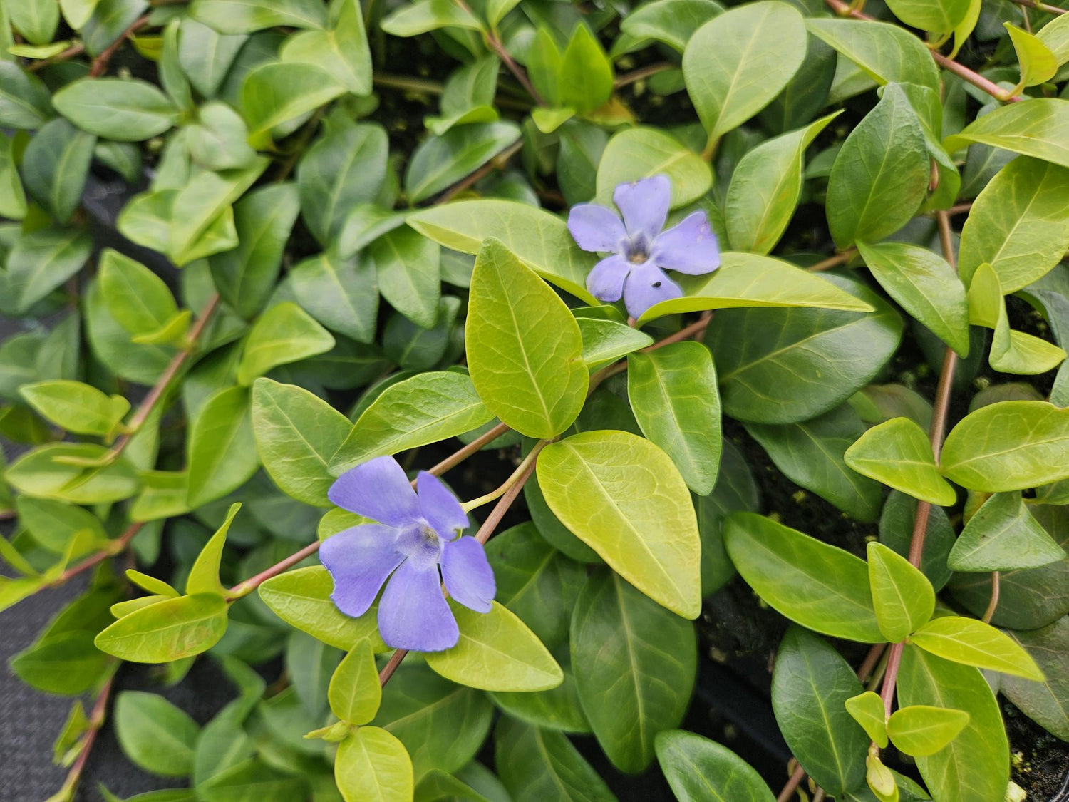24x Vinca minor &