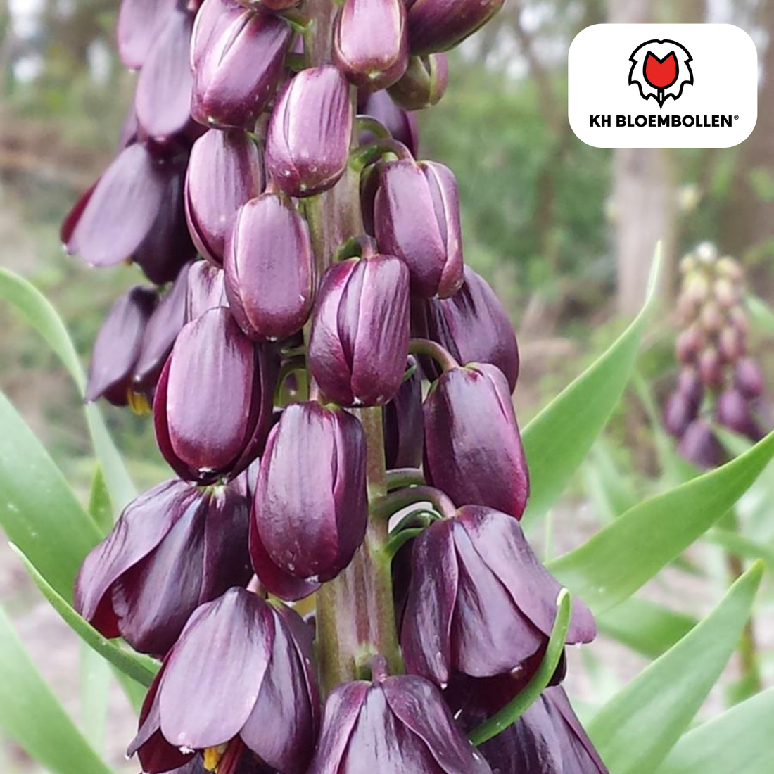Fritillaria Lila Favorit – 5 Stück | Purpur-Kaiserkrone