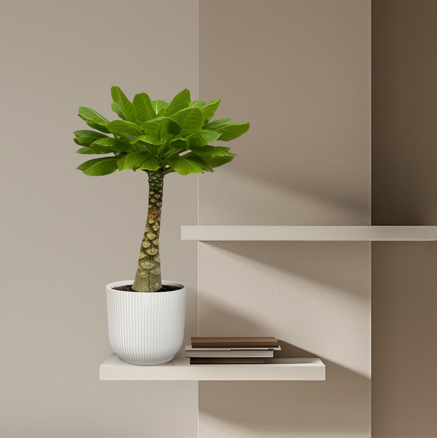 Hawaii-Palme Birghamia Insignis - 25 cm - Ø12cm